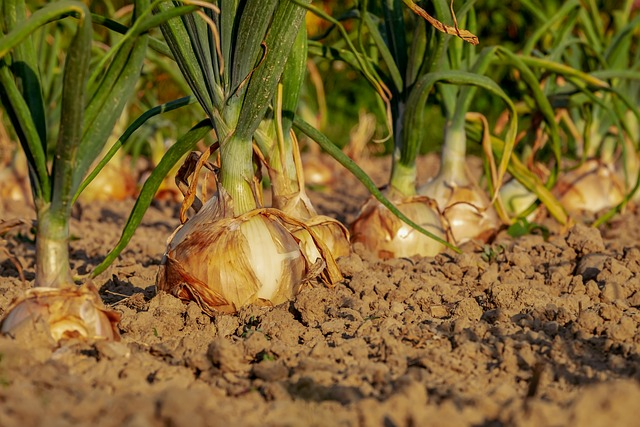 Imagem de um campo verde